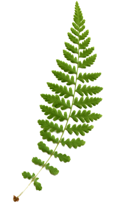 Camp Illahee Fern