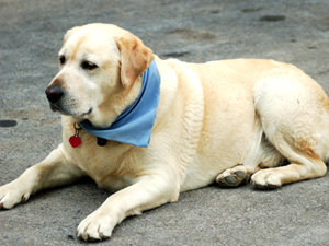 Camp Illahee mascot, Newton