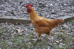 Big Henry, the Camp Illahee Rooster