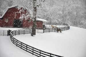 Luke and Patches Wait for Their Dinner in a Blanket of Snow.