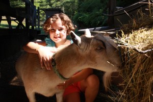 Girl hugs goat eating hay at camp