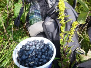 Wild blueberries in a bucket.