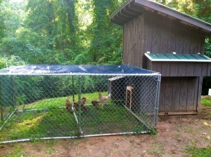 A chicken coop with Gold Comet chickens in the yard.