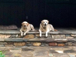 Liza and Newton, Illahee labs hang out on the front porch of Pinecrest.