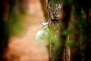 A white squirrel at Camp Illahee sits and poses for a picture like all good Illahee girls!