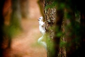 A white squirrel busy taking nuts up a tree at Camp Illahee.