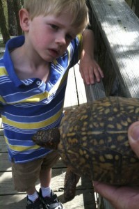 Ezra and the Box Turtle