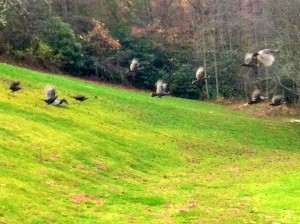 Wild turkeys flying over the pond at Hannah Ford Farm.