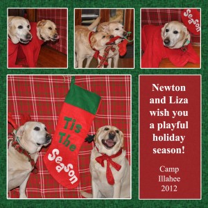 Liza and Newton, Camp Illahee's labrador retrievers, in various poses wearing Christmas attire.