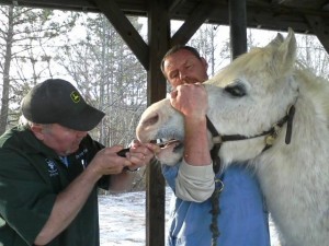 A vet floats Luke the pony's teeth.