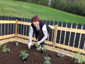 Laurie shows her green thumb planting some tomato plants in the new raised beds at Hannah Ford Farm.