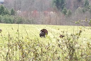 A wild turkey gobbler with full fan extended.