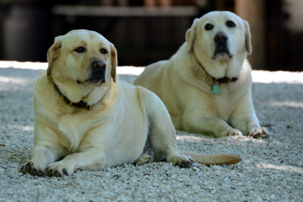 Two yellow labrador retrievers, Liza and Newton pose for the camera.