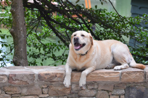 Camp Illahee's mascot golden retriever