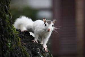 white-squirrel-in-brevard