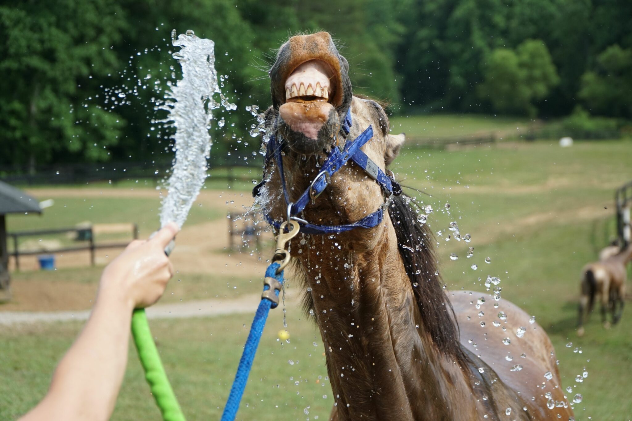 Equestrian Job Description Camp Illahee Girls Summer Camp